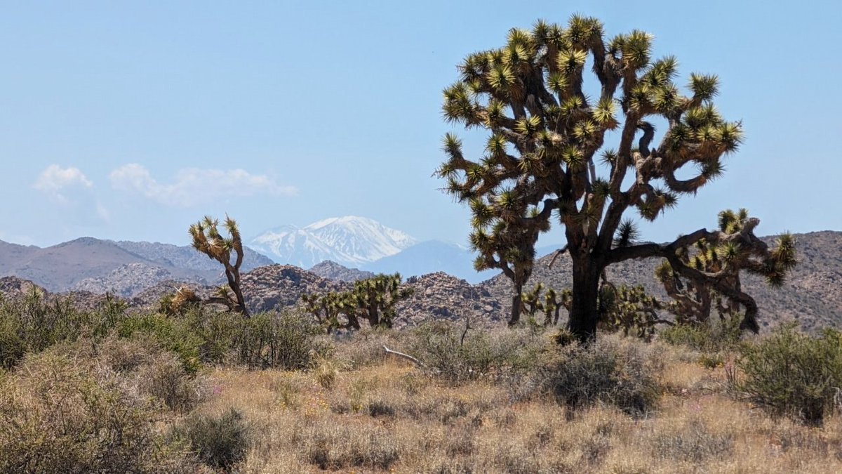 The Joshua Tree | JTNP

#photography #photooftheday #PhotographyIsArt #photographylovers #fstoppers #flickr #landscapephotography #Joshuatree #joshuatreenationalpark #pixel8pro #googlepixel #google #madebygoogle