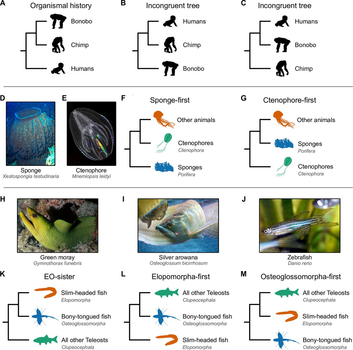 🧬Jacob L Steenwyk (@jlsteenwyk) on Twitter photo NEW Publication: The promise and pitfalls of synteny in phylogenomics in <a href="/PLOSBiology/">PLOS Biology</a>!!😄
Synteny—conserved genetic collinearity—is a (re)emerging marker for reconstructing the tree of life. Here, we outline the promise and potential pitfalls of synteny for phylogenetic inference NEW Publication: The promise and pitfalls of synteny in phylogenomics in <a href="/PLOSBiology/">PLOS Biology</a>!!😄
Synteny—conserved genetic collinearity—is a (re)emerging marker for reconstructing the tree of life. Here, we outline the promise and potential pitfalls of synteny for phylogenetic inference