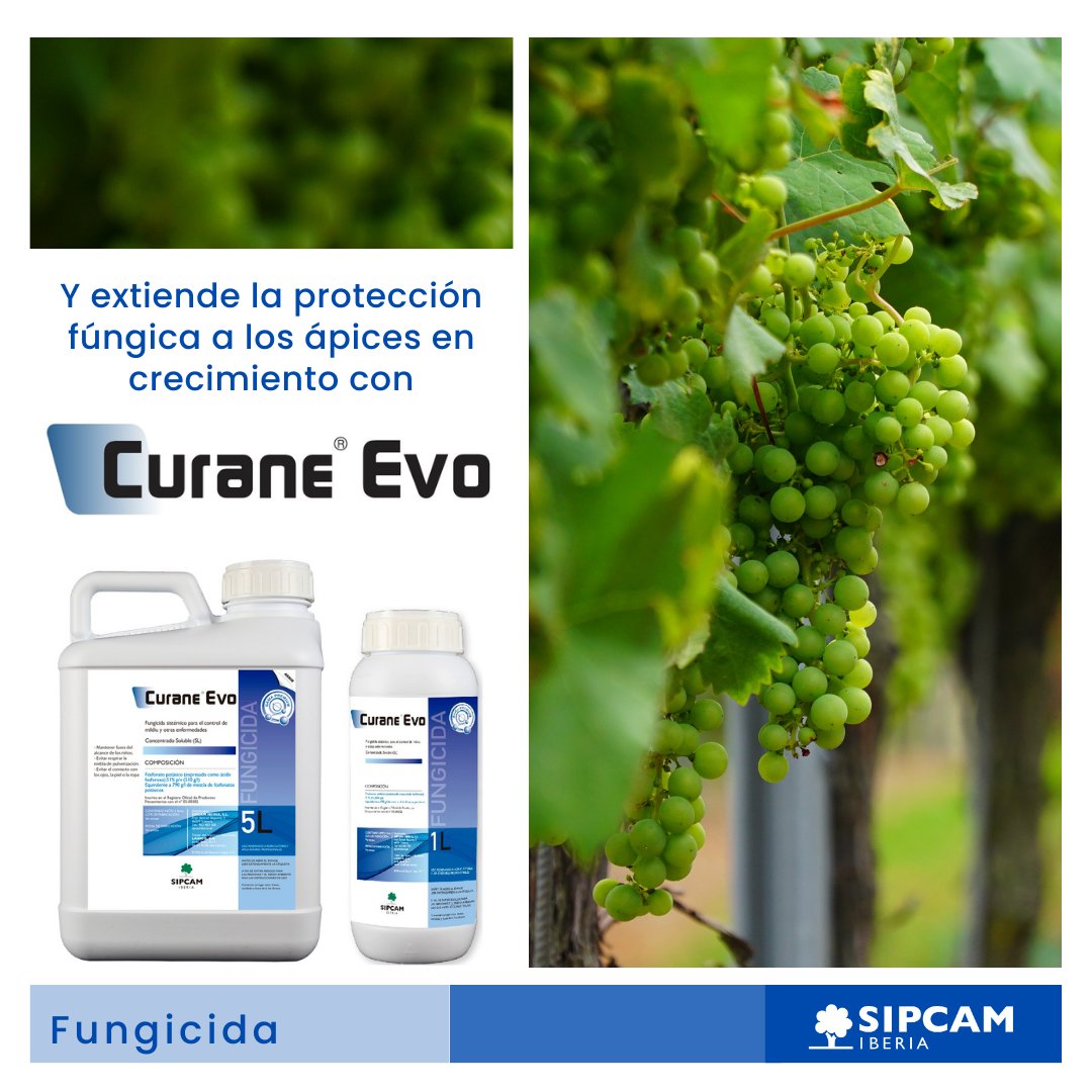 El #mildiu acecha a tus #viñas 👀🍇

El nuevo Xanilo Duo Pack protege a tu cultivo durante la #floración para evitar la entrada de la #enfermedad los frutos.
Te explicamos por qué esta formulación premium es lo que tus viñas necesitan 🛡️💪

bit.ly/3U3aCiy 

#SIPCAMIberia