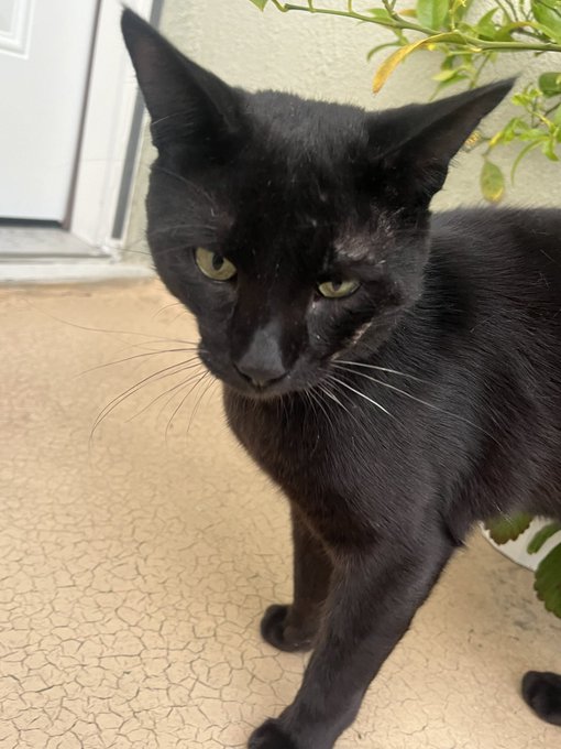 Does anyone in LA want to save this baby? I can pay for his vet fees, just need a home for him 💕💕 https://t