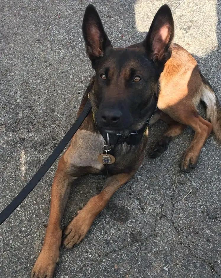 malinois_Lovers tweet media