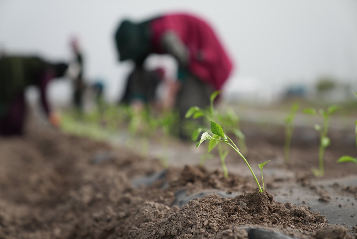 300 bin metrekarelik alanda Ata Tohum fidelerimizi toprakla buluşturuyoruz. 🌱 Genetiği bozulmamış doğal gıdaları bugünümüze ulaştıracak, yarınlarımıza taşıyacağız.