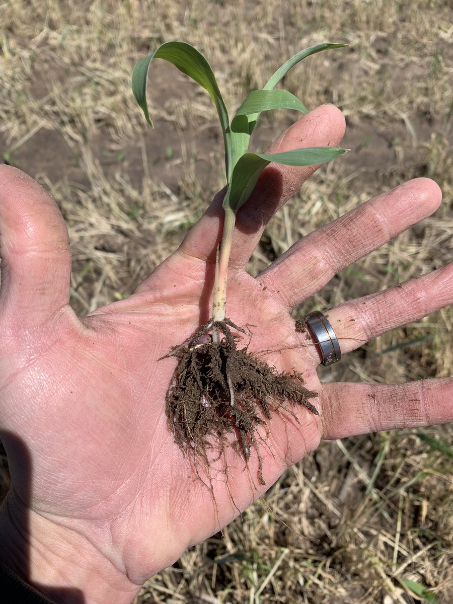 Adam Pohlmeier (@apohlm14) on Twitter photo Pretty impressive root system for a little plant. Compost tea in furrow. <a href="/bioag_solutions/">Bio-Ag Solutions LLC</a> #RegenerativeAgriculture #compost #SoilHealth Pretty impressive root system for a little plant. Compost tea in furrow. <a href="/bioag_solutions/">Bio-Ag Solutions LLC</a> #RegenerativeAgriculture #compost #SoilHealth