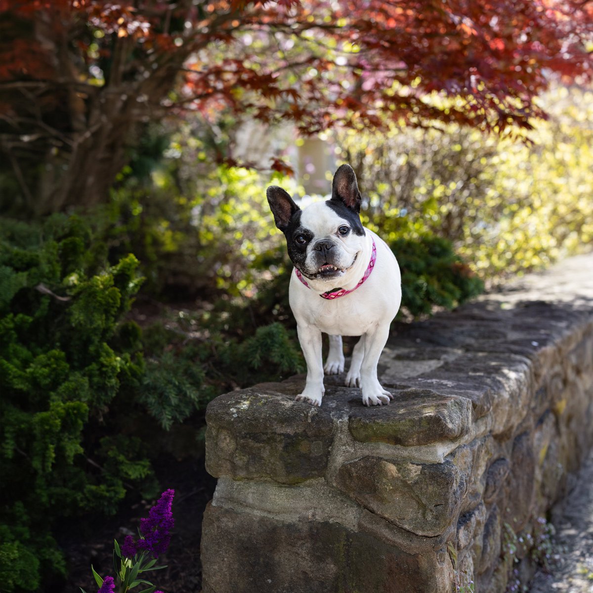 🐾🌆 Bonjour, mes amis! Look who's strutting through the streets of Doylestown, PA! This adorable French Bulldog, Stella, captured on her chic city adventure with full attention. With her amazing ears and charming personality, she's stealing hearts left and right!  #FrenchBulldog