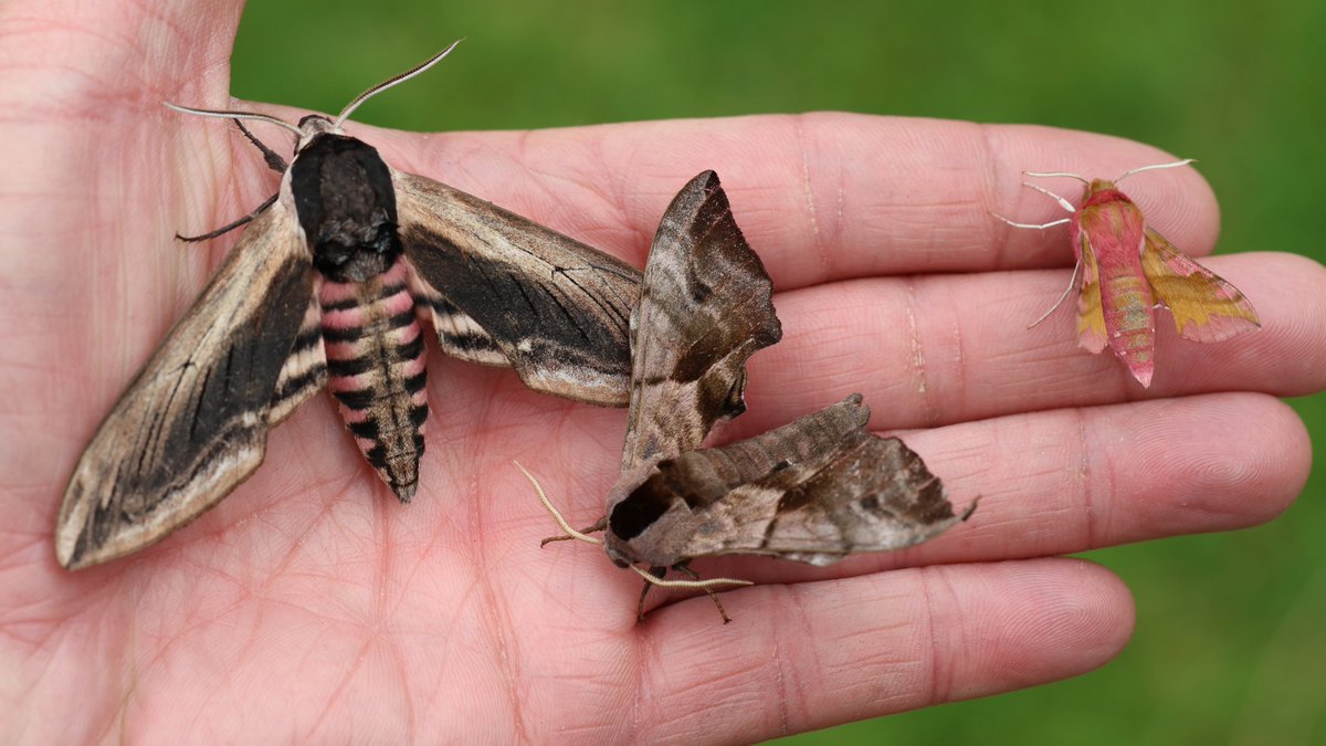 HenryStanier's tweet photo. We finally have more of the 'heavies' from the #moth world on the wing, from the largest to the smallest #hawkmoths in fact. The huge, swept-winged #PrivetHawkMoth, the medium-sized #EyedHawkmoth, and then there is the beautiful #SmallElephantHawkmoth. https://t.co/uZIRBaTkQ3