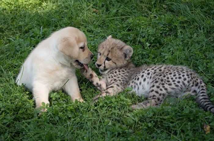 Just learned that cheetahs are so shy that zoos give them their own emotional “support dogs”