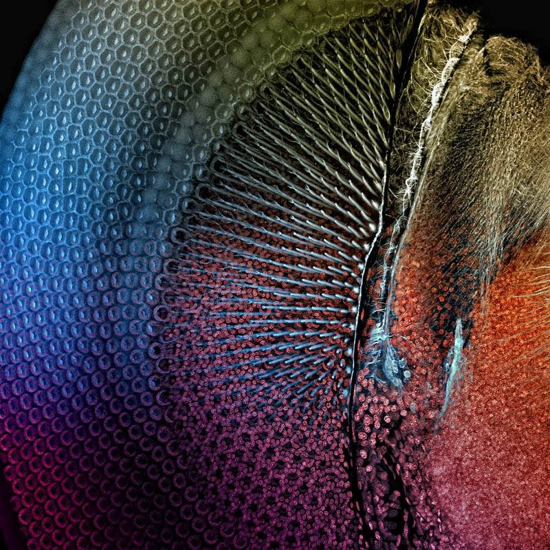 RincnCuriosoo's tweet image. Ojo de un caballito del diablo (zigóptero) visto a través de un microscopio electrónico de barrido
📸 Créditos a quien corresponda