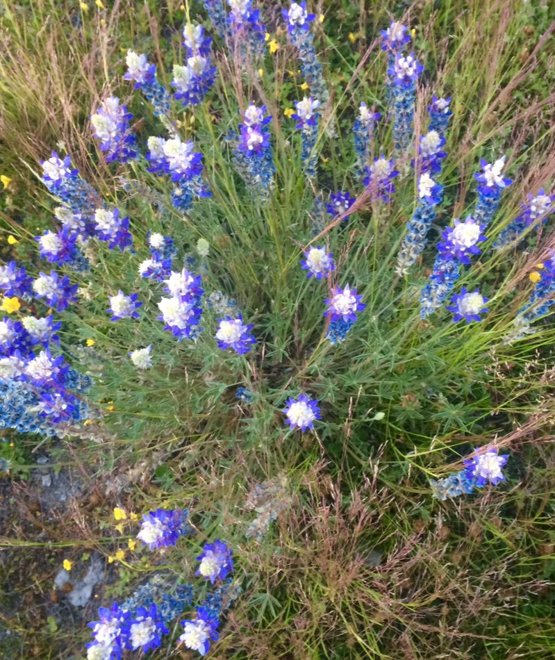 Lupine are starting to bud! These photos are from previous seasons