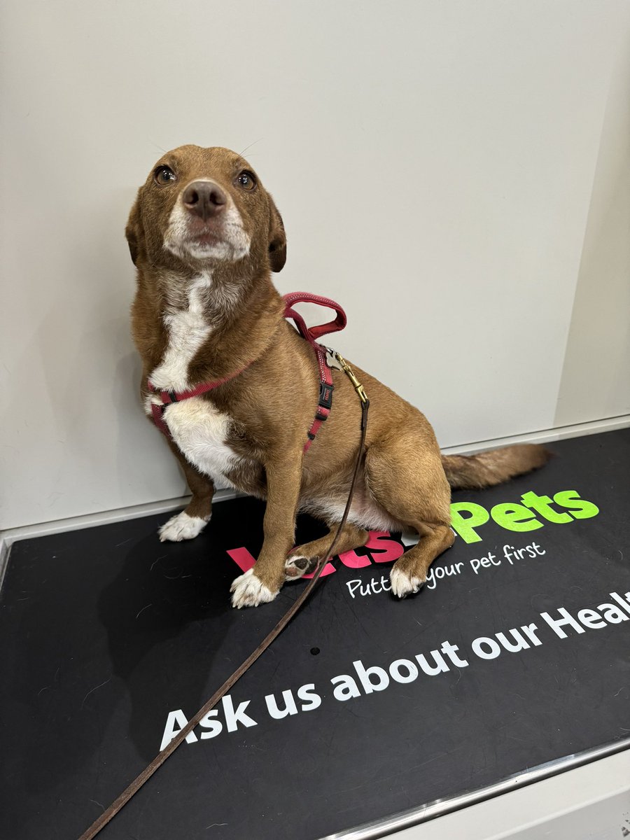 Not many dogs like the scales, however Sox feels safe and calm on the scales, so she’s happy staying on them until her appointment. 

#Dogs #Vets #Vets4Pets #Guildford