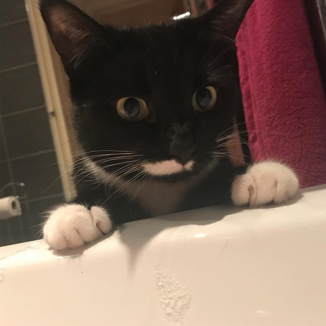 EmmaBurnell_'s tweet photo. Hello! My name is Smudge, AKA Fishface. My birthday is the 5th July. All I want is to wake up with a Labour government. Well that and Dreamies - let's be real people. #VoteLabour #CatsforLabour https://t.co/vgx3z4ZEtu