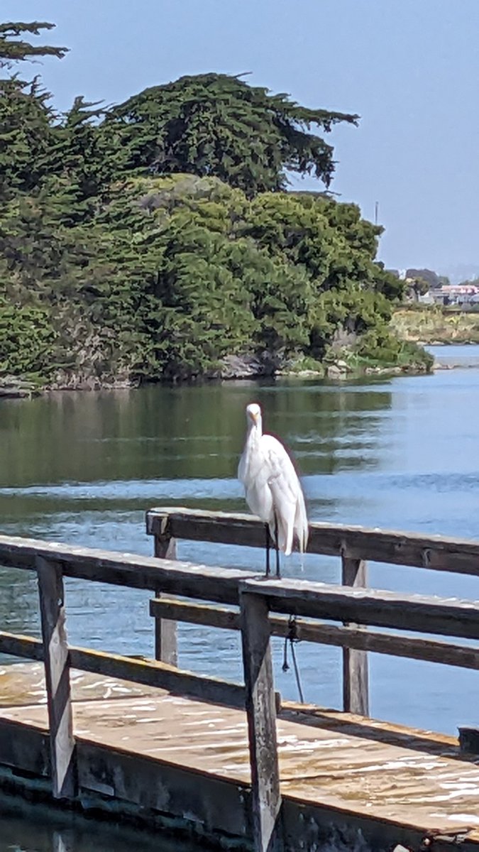 This Egret greets me every morning before my daily ride 😊👍🏼❤️🚲