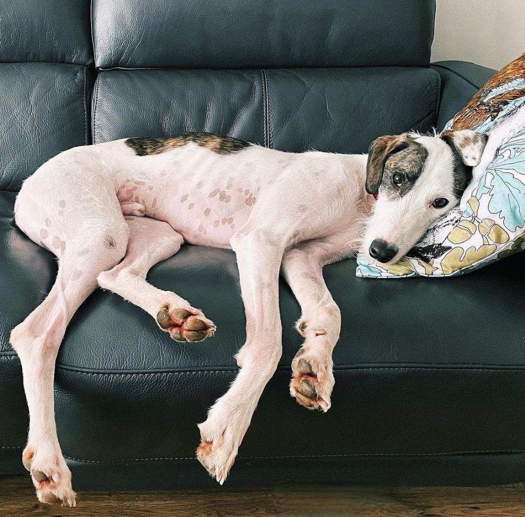 Buddy is a 4 year old Lurcher x Saluki, he’s waiting for a home. A cosy sofa, someone who could give him a cuddle and a beard trim. He’d be a great companion. Please can you share his appeal? All his details are here help2rehome.com