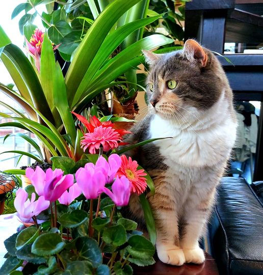I can't see out into the yard properly from these flowers. If I move them, my owner doesn't like it.🪴 Anyway, I don't understand why they are here, because I am the ornament of the apartment, that is not debatable.🐈‍⬛