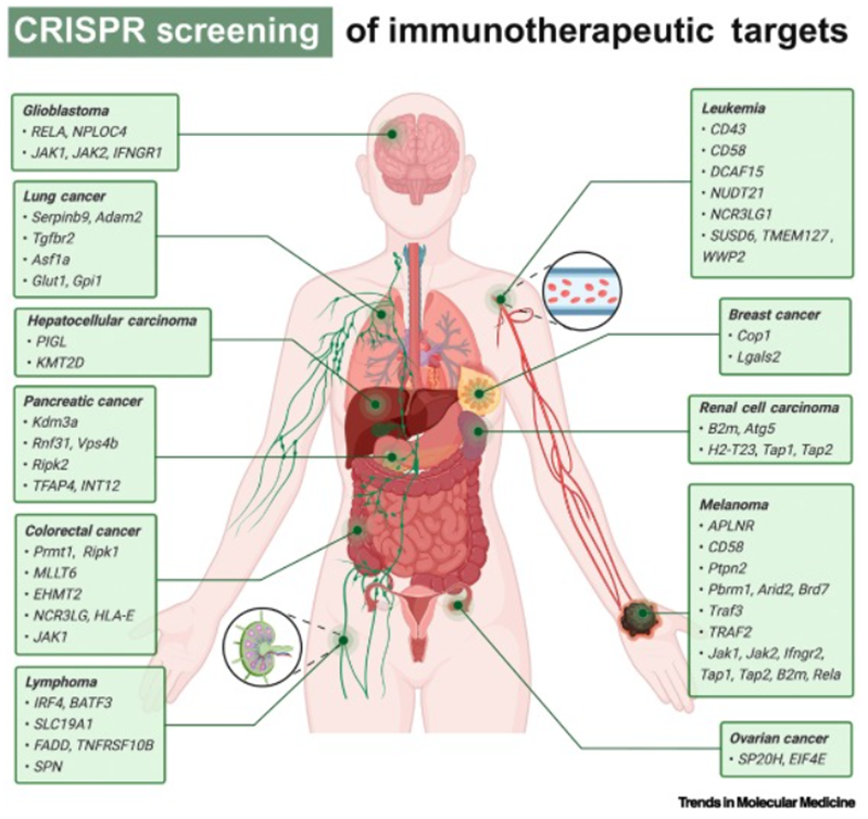 CRISPR/Cas9 screening enables identification of targets for immunotherapeutics in the setting of lymphoma, leukemia, and other cancers; reviewed by Baoxiang Chen et al. in Trends Mol Med, tinyurl.com/CRISPR-for-Imm…