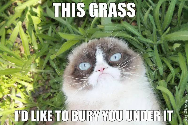 grumpycatso's tweet photo. @calebsol Annnnnndddd GRUMPY Cat https://t.co/N6cnWgmbJh