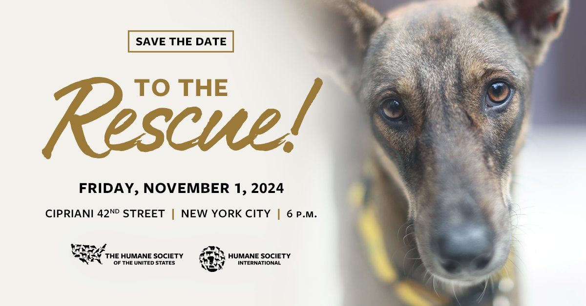 Join us at our To the Rescue! New York gala! 🥳 Save the date now for an inspiring evening on November 1st where we will celebrate our work on behalf of all animals. 💙🐾 Tickets are available at humanesociety.org/totherescue #ToTheRescueNY