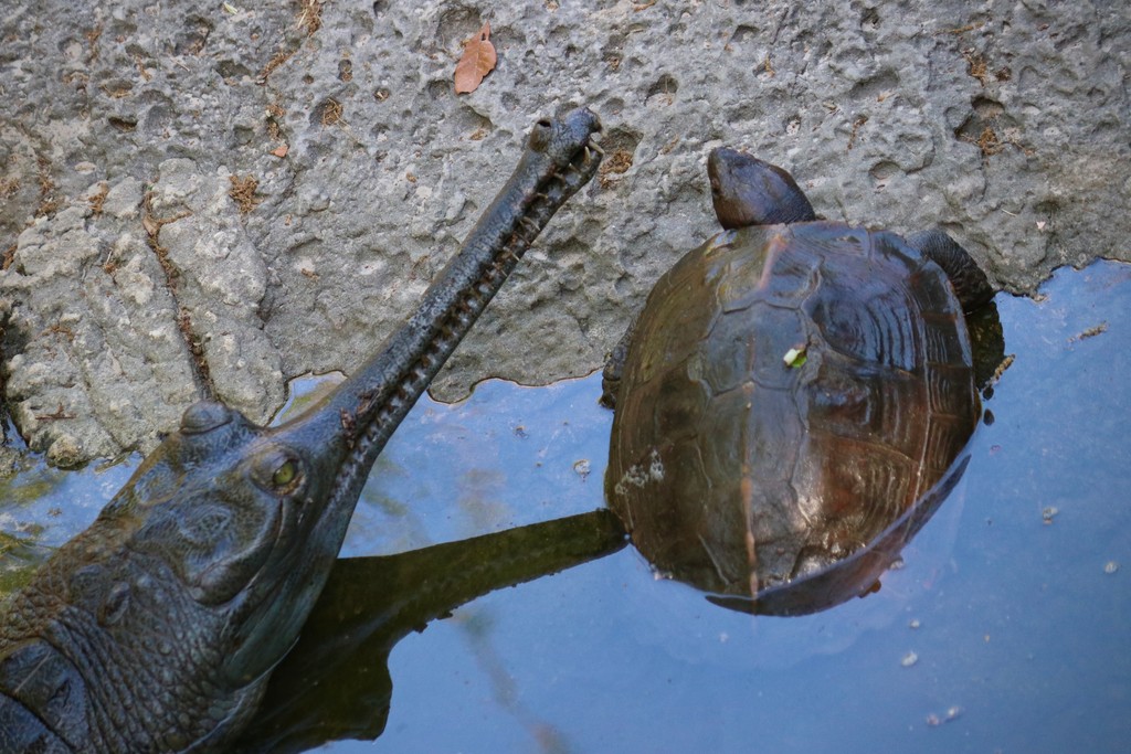 'Oh my gosh there are pond turtles in with the gharials!' 🤯
No need to worry! 🐾
Our curious crocodilian friends are hardly interested in the turtles. With a unique snout, the gharials are excellent at catching and eating fish, but not pond turtles. 🐢