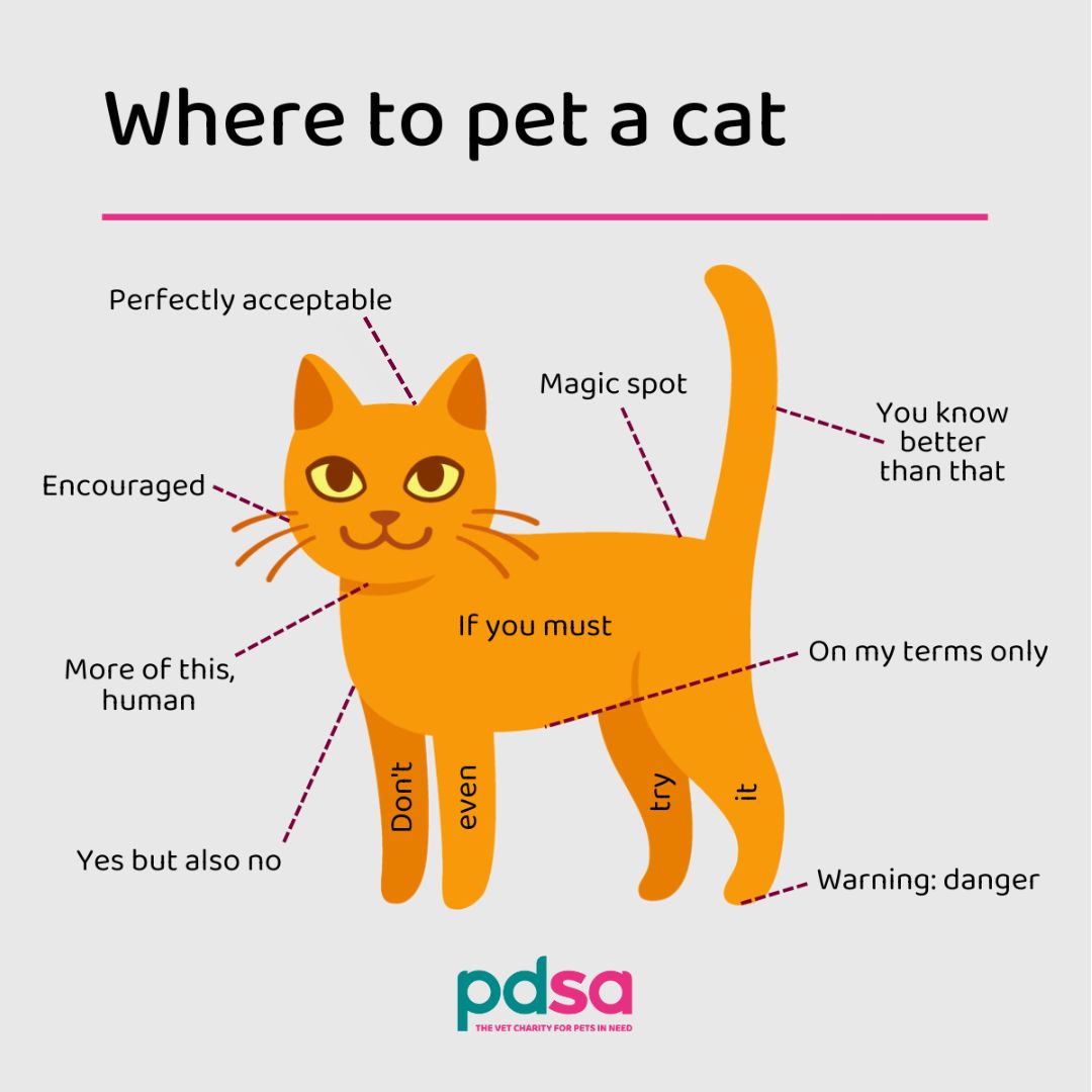 Understanding the complicated science behind petting a #Cat can be a tricky thing 😹 #CatsOfTwitter