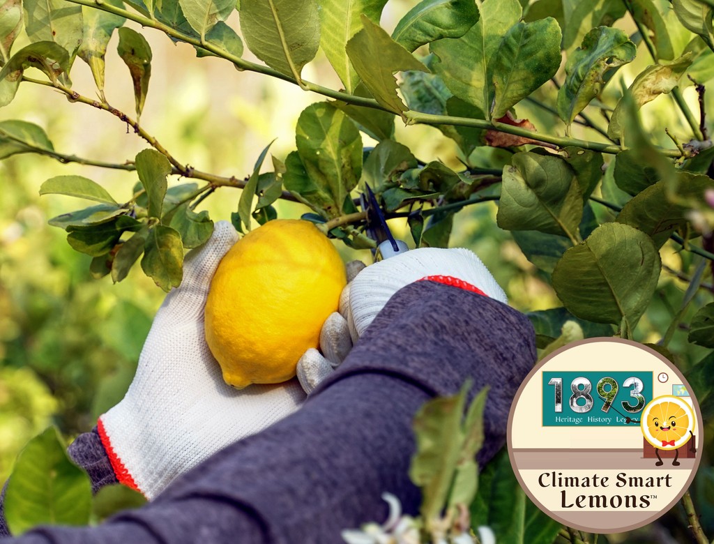 Unlike many other fruits or vegetables, lemons are exclusively harvested by Limoneira's skilled workers. Due to their delicate nature and irregular shape, lemons pose a challenge for machines to detect and harvest without causing damage to the fruit or the tree itself.