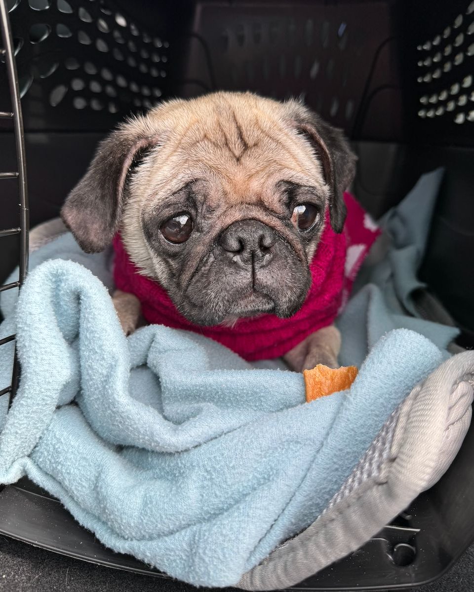 Pug Rescue FLGA learned of a sick pug in FL w/skin issues, ear infections, UTI & malnutrition. With only hrs to spare, Pilot Conor flew from NC to FL to get her, then fly to GA. Thanks to everyone who saved & helped Libby heal so she can live her best life! #pugrescueFLGA #pnp