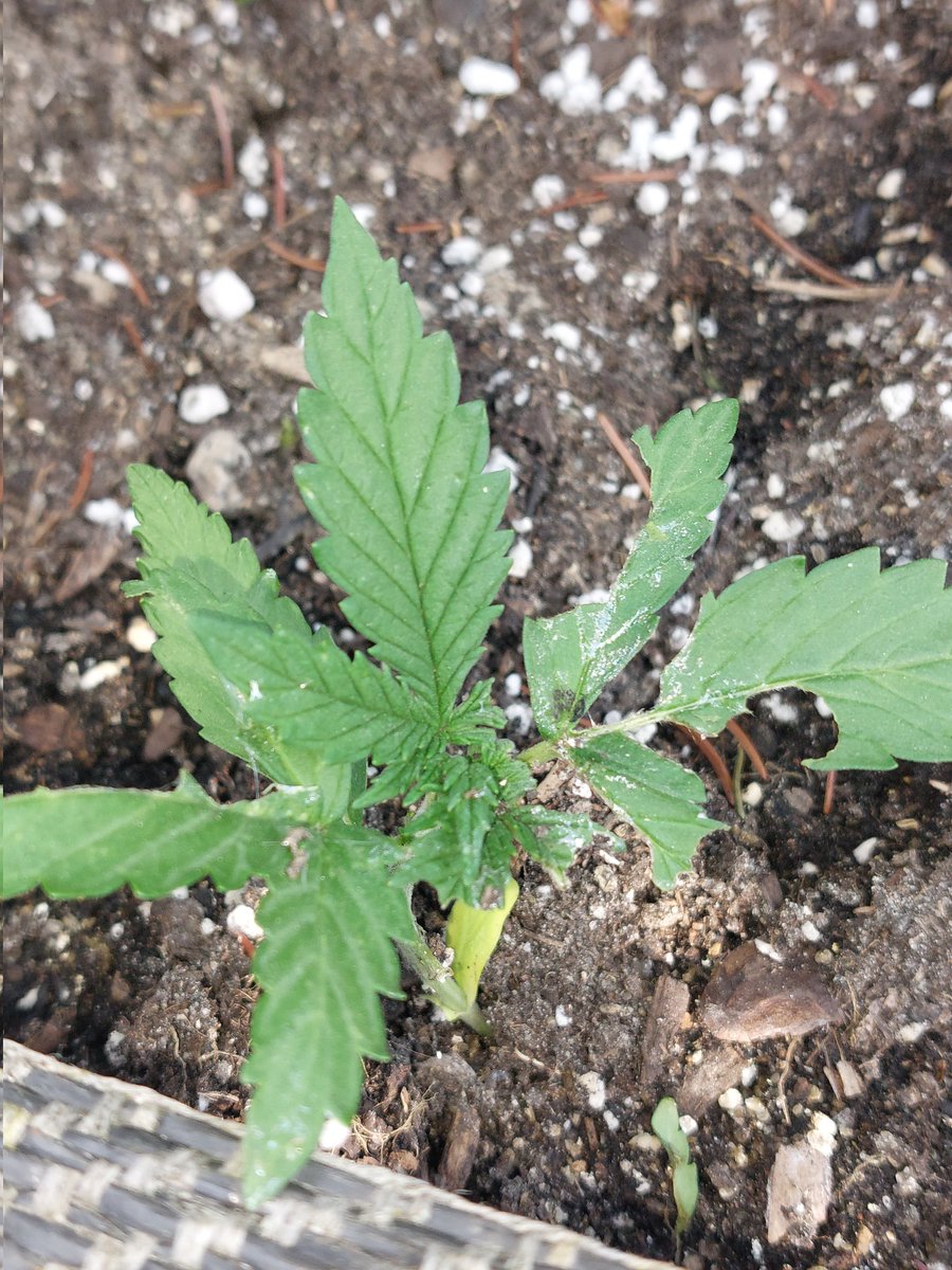 Phoniater tweet media