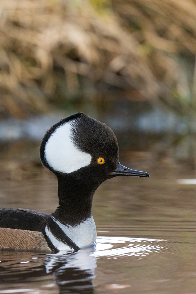 The remarkable spectacle of #SpringMigration is underway, and many of our beloved waterfowl species have returned for the season. 🦆 Like this hooded merganser drake, which was observed on a Ducks Unlimited Canada project near Grey County, Ontario, and photographed by Nick Krete.