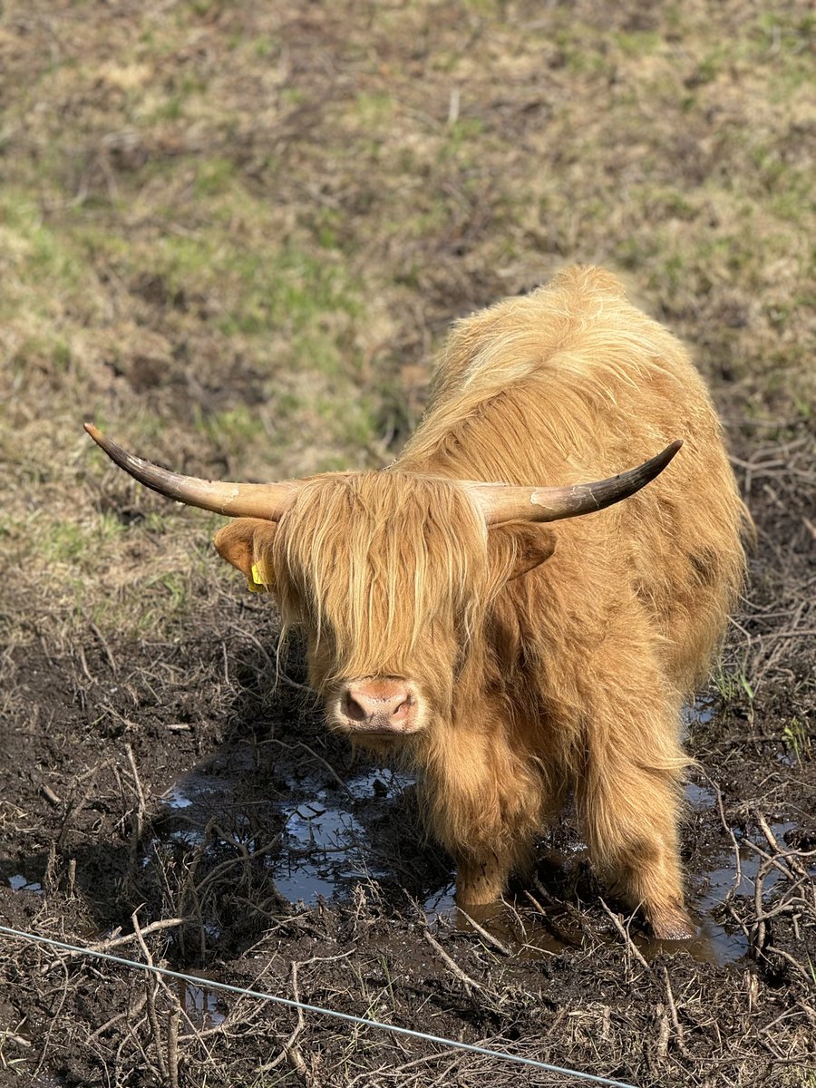 Paingout tweet media