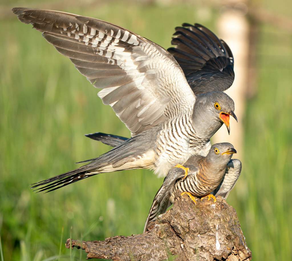 BBC Springwatch tweet media