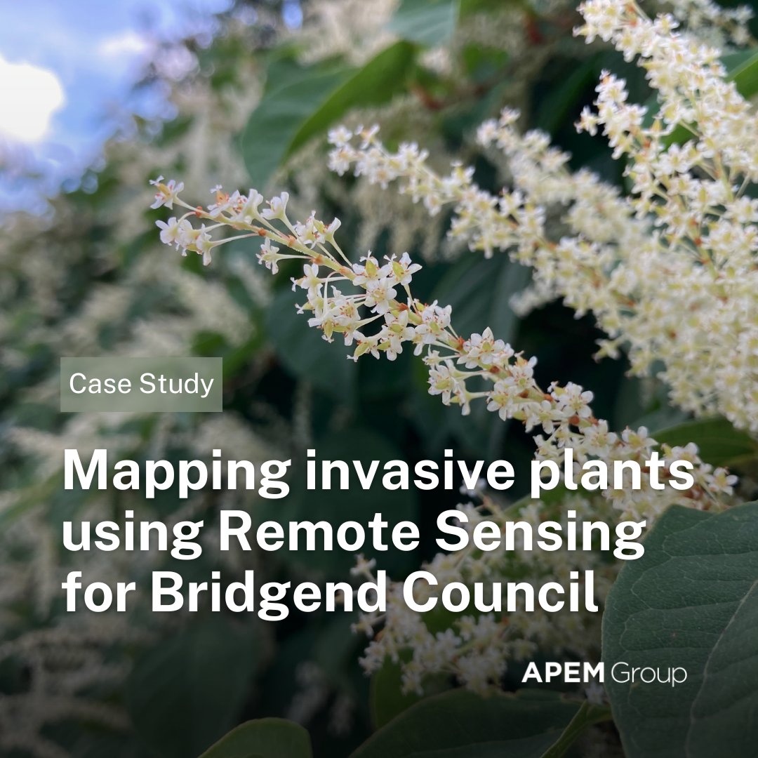 Exciting news for #InvasiveSpeciesWeek! APEM partnered with Bridgend Council to map key invasive non-native plants like Himalayan balsam and Japanese knotweed using Remote Sensing technology. 

Read the case study here: lnkd.in/ed8BXABM