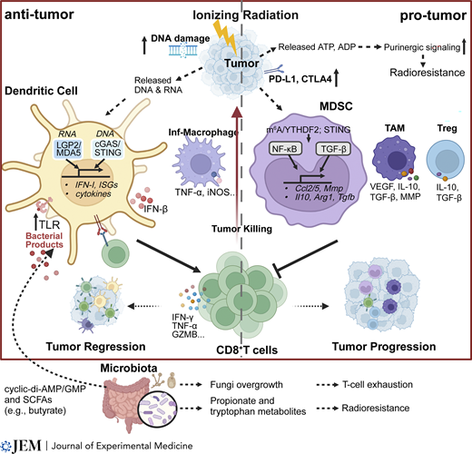 UChicagoCancerCenter (@uccancercenter) on Twitter photo 📰 Excellent review article on recent advances in understanding the immune system activation with radiotherapy to induce anti-tumor effects and benefit of combination Rxs in controlling tumor growth.
<a href="/UChicagoRadonc/">University of Chicago Radiation Oncology</a> <a href="/JExpMed/">Journal of Experimental Medicine</a> <a href="/SeanPitroda/">Sean Pitroda, M.D.</a> <a href="/Ludwig_Cancer/">Ludwig Cancer</a>
ow.ly/M1Zc50RRtby 📰 Excellent review article on recent advances in understanding the immune system activation with radiotherapy to induce anti-tumor effects and benefit of combination Rxs in controlling tumor growth.
<a href="/UChicagoRadonc/">University of Chicago Radiation Oncology</a> <a href="/JExpMed/">Journal of Experimental Medicine</a> <a href="/SeanPitroda/">Sean Pitroda, M.D.</a> <a href="/Ludwig_Cancer/">Ludwig Cancer</a>
ow.ly/M1Zc50RRtby