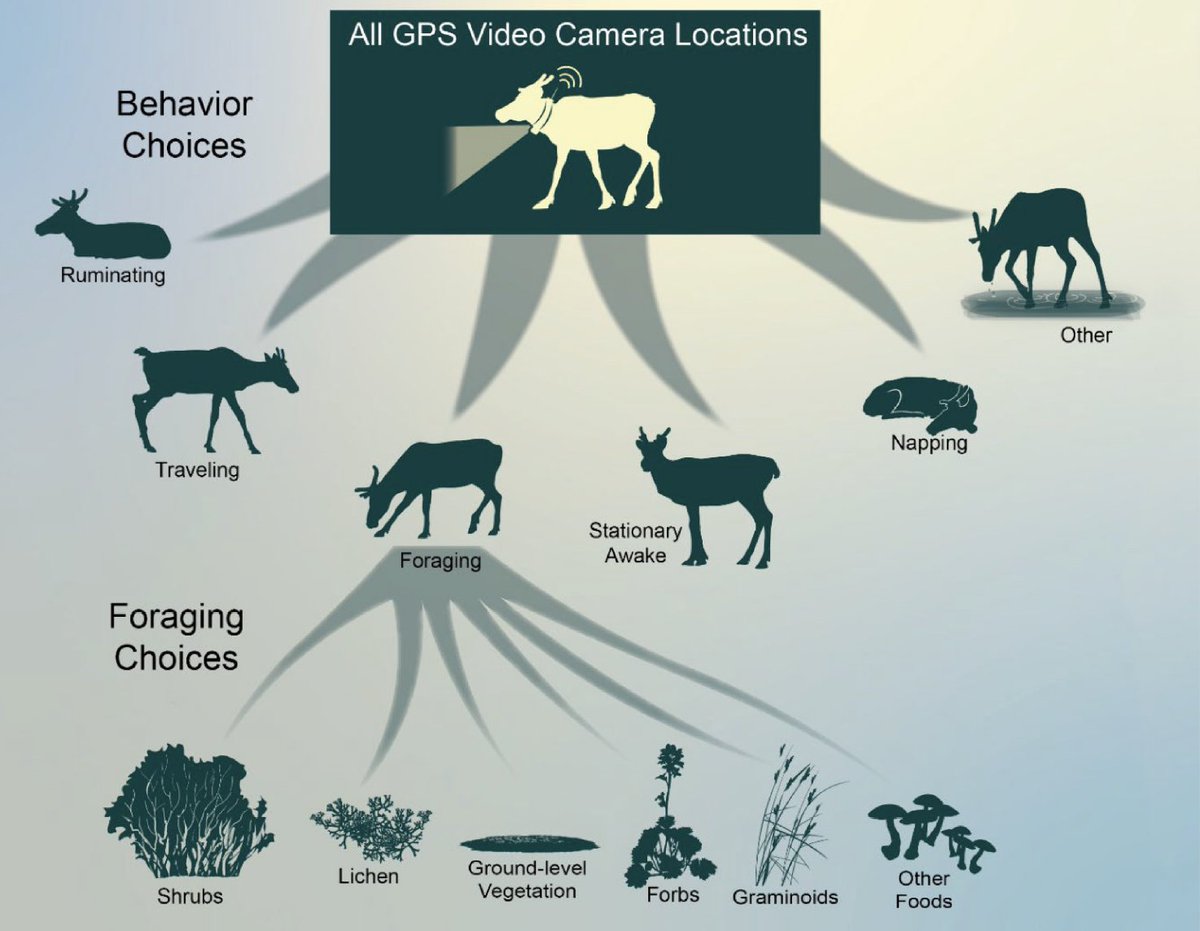 Hebblewhite Lab tweet media