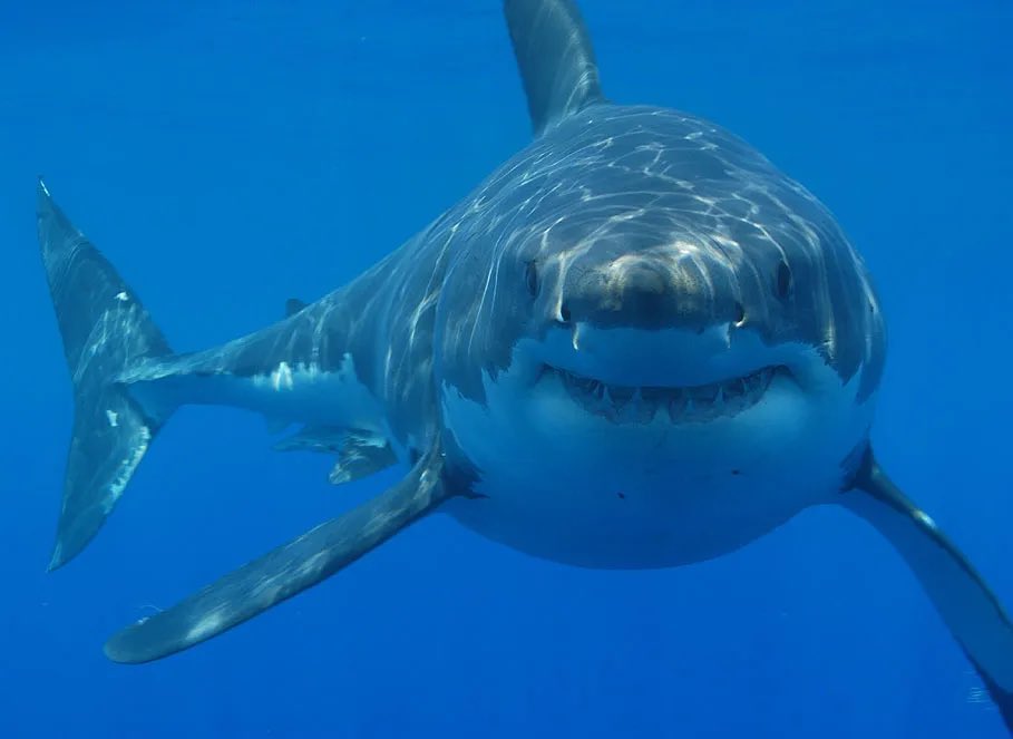 ꒰ great white shark (Carcharodon carcharias) 🦈.˳⁺⁎˚ ⋆