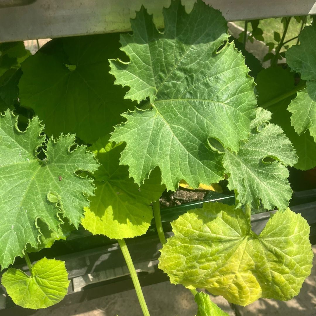 We're hosting a plant sale at our Devonshire Road Store! 🌱 Come and visit us on Friday 24th and Saturday 25th May between 9.30am - 17:00 pm to support your local hospice! We'll be selling a range of vegetables, plants, herbs, bedding, and more at great prices.