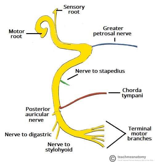 The route and branches of which nerve are shown below?
#MedicalEducation #medtwitterWhat