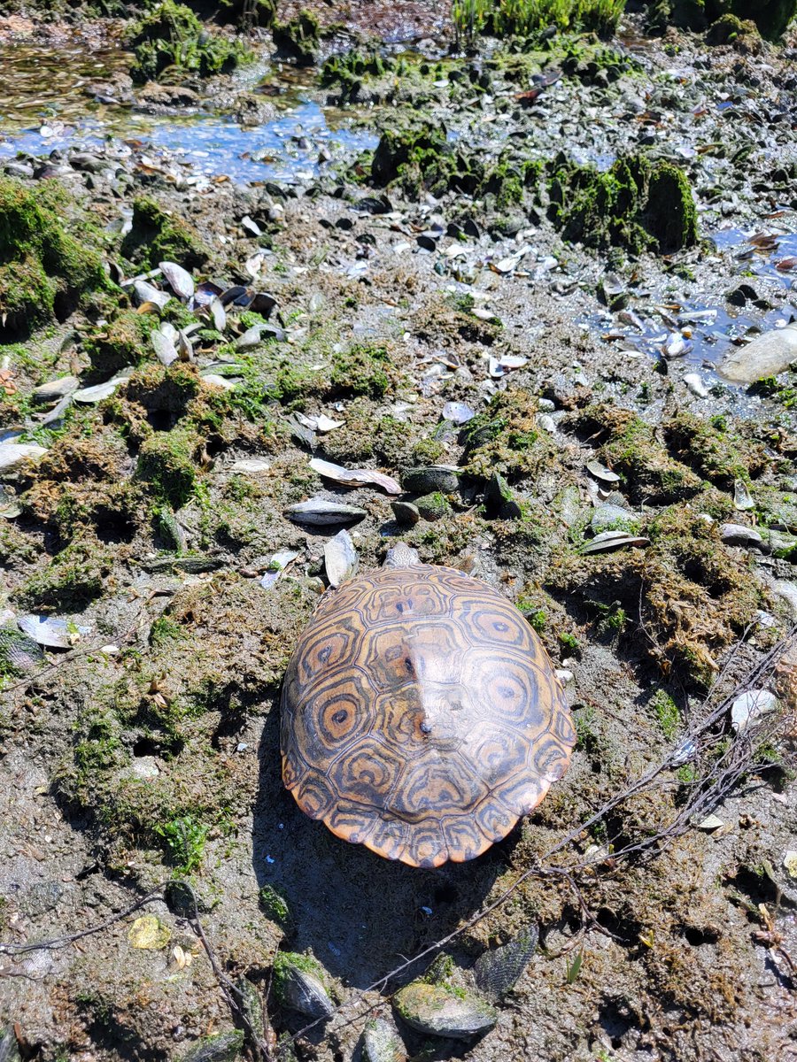 Meet the diamondback terrapin! In the spring, these turtles mate in our waters, then female terrapins come on land to lay their eggs in sandy areas. If you spot them, give them space so these eggs can safely hatch in late summer/early fall. #WildlifeWednesday