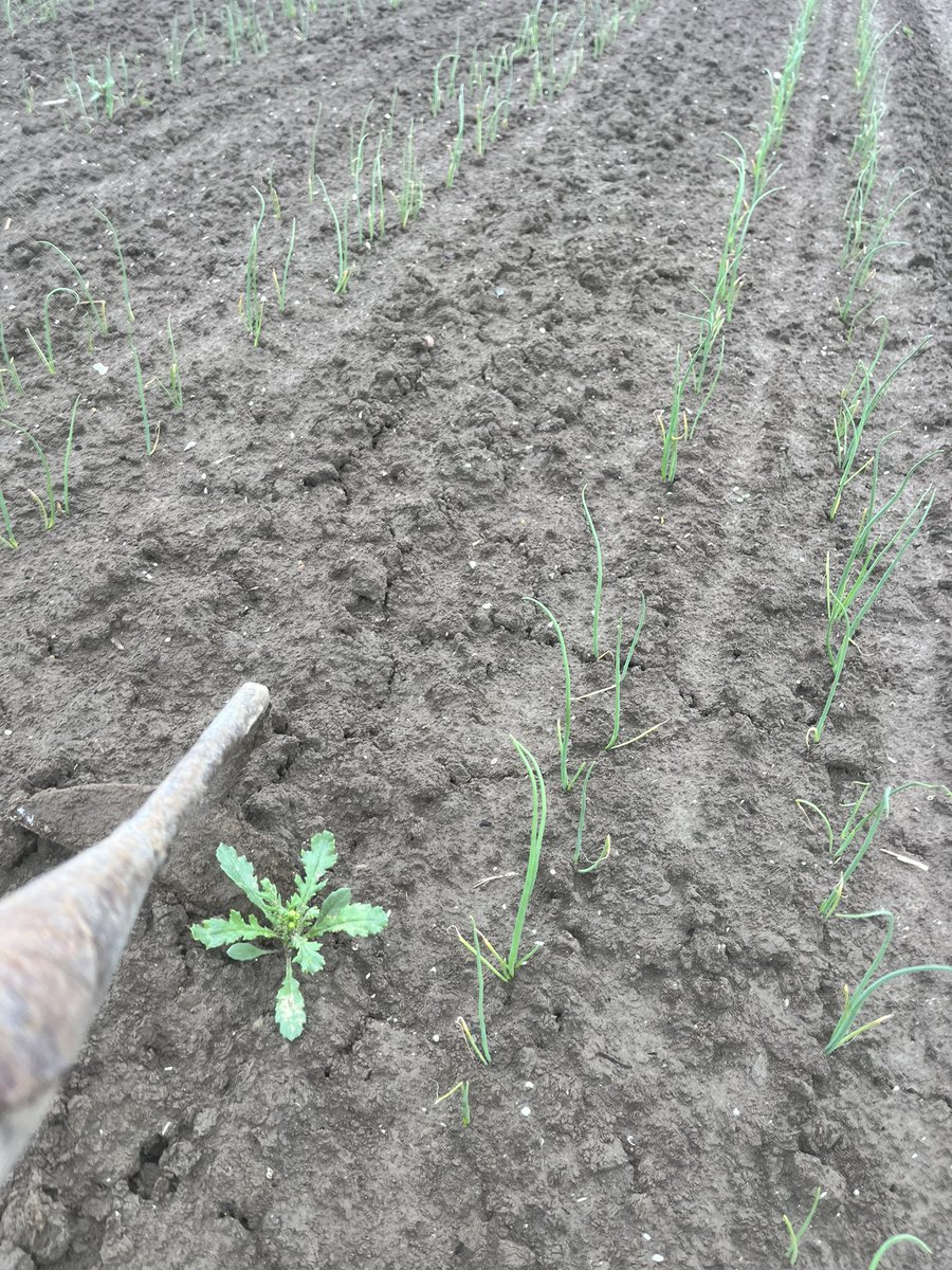 ptrholster's tweet image. Vandaag de nieuwe @ecorobotix spotHAK uitproberen… gaat machtig 😀