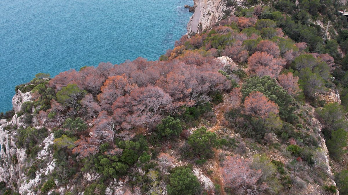 Els boscos de la Selva entre el més afectats per sequera durant el 2023. 

Mira aquí la notícia! 👇🏽

tvlaselva.cat/index.php/noti…