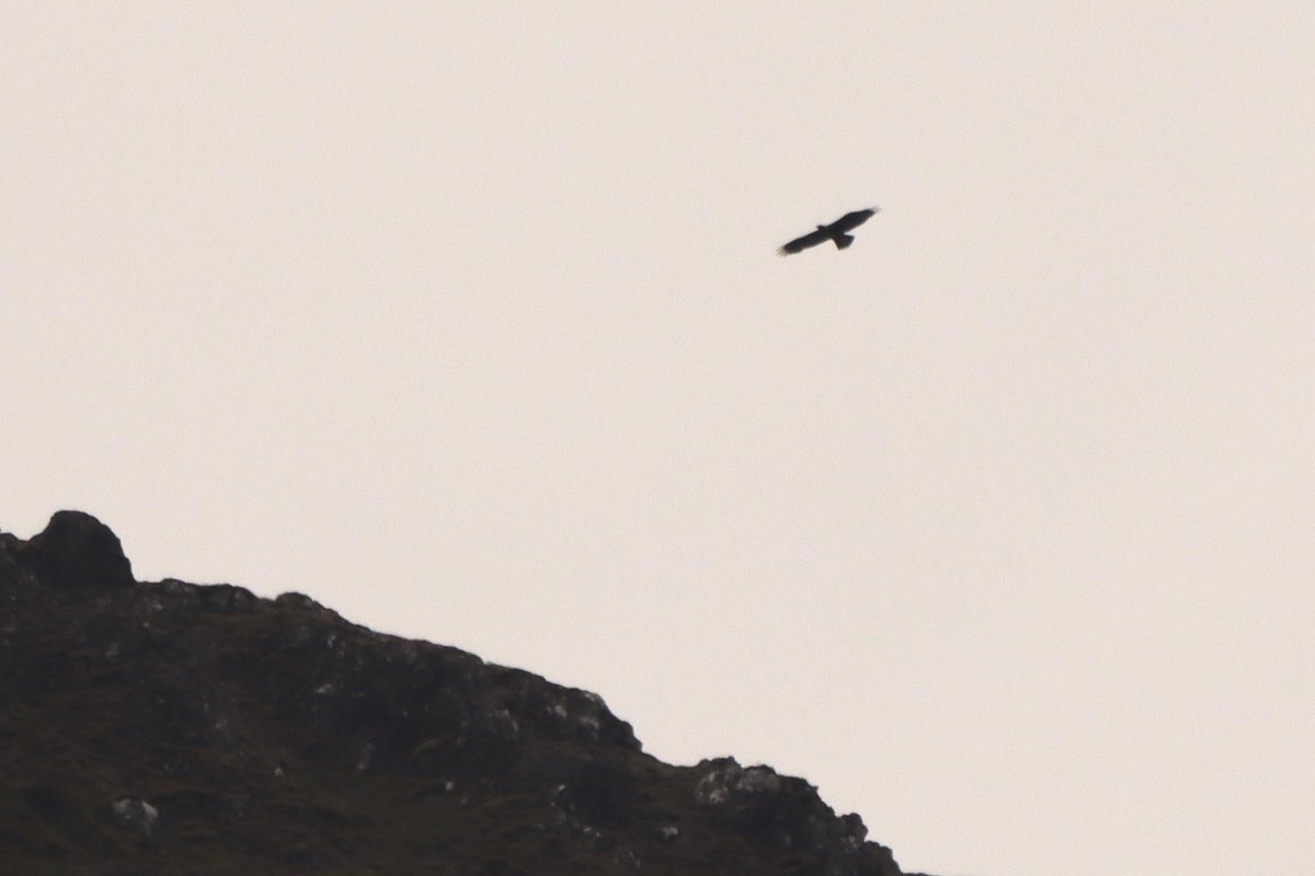 White-tailed and Golden Eagles from a gloomy morning on #Mull! @MullEagleWatch #birding #scottishwildlife #ukbirding