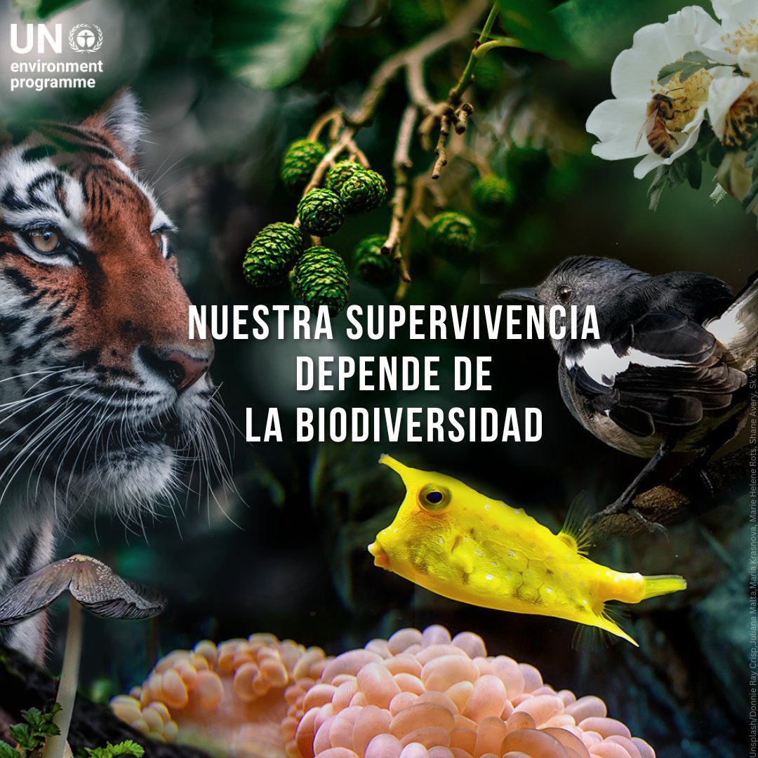 Nuestra supervivencia depende de la diversidad de plantas y animales. Lamentablemente, los seres humanos la estamos destruyendo a un ritmo sin precedentes. Este #DíaDeLaBiodiversidad nos recuerda la importancia de la #AcciónClimática urgente.