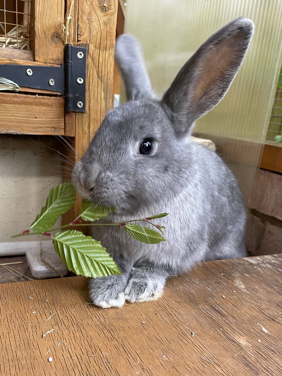 I would like to announce that I am running for Prime Minister. My policies include a 100% increase in treat benefits, #BunnyButtFriday becoming a national holiday, and mandatory snoozing between 10am and 3pm🐰

#ThingsCanOnlyGetBetter #GeneralElection #TorysOut #RabbitsOfTwitter