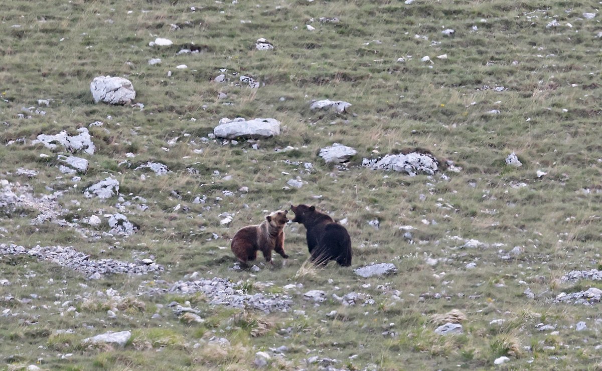 WiseBirding's tweet image. Abruzzo Bear sightings went up a gear after our first sighting. The next day we watched a male pursuing a female, but she wasn't quite ready for any love interest! May is a great time to see bears in Abruzzo as it is the mating season.