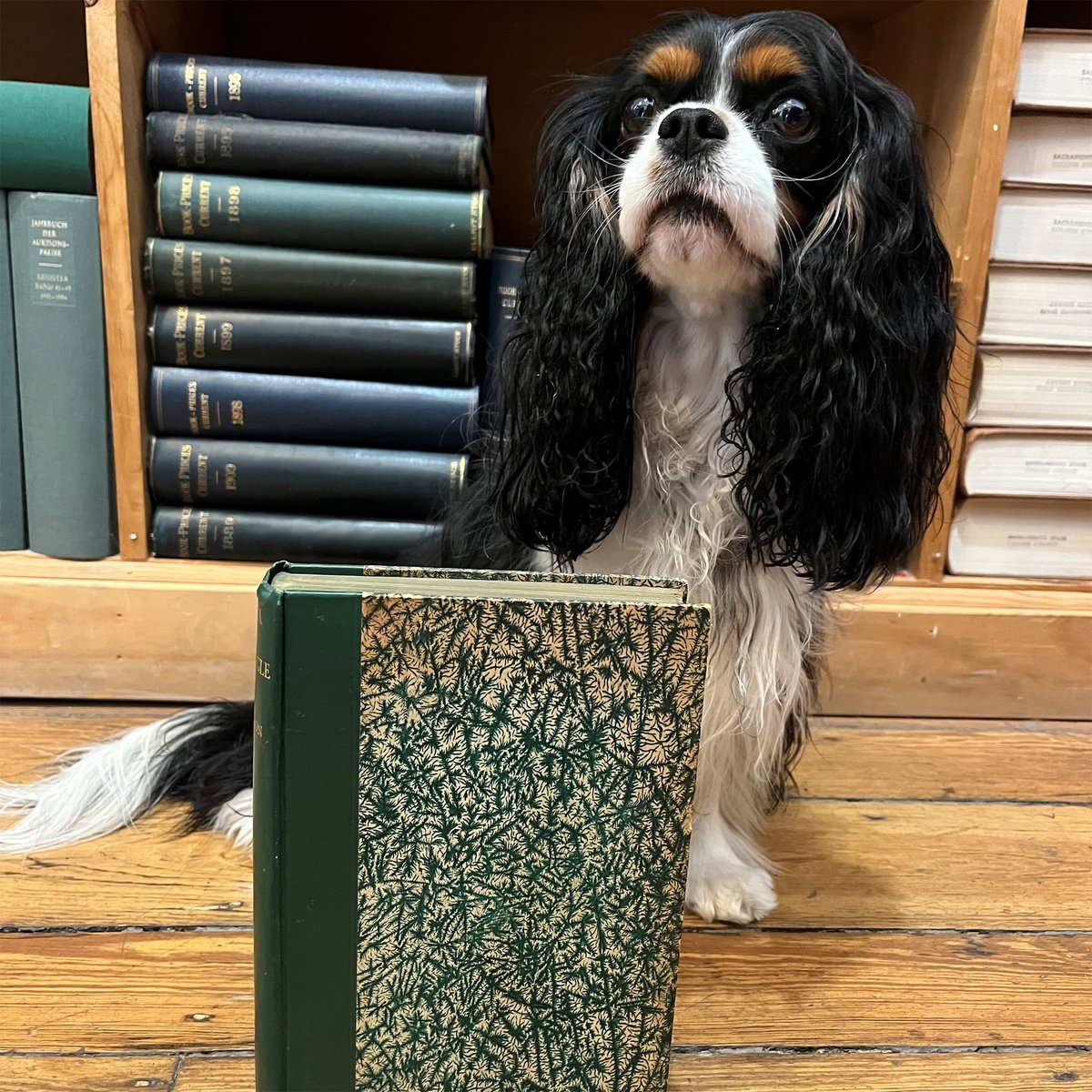 This #woofwednesday, Ellie is celebrating national #maritimeday with H. M. Tomlinson's THE SEA & THE JUNGLE! 
Get your very own copy here- oakknoll.com/pages/books/13…

#oakknollbooks #oakknollpress #booksaboutbooks #books #maritime #maritimebooks #voyage #sea #travel #england #brazil