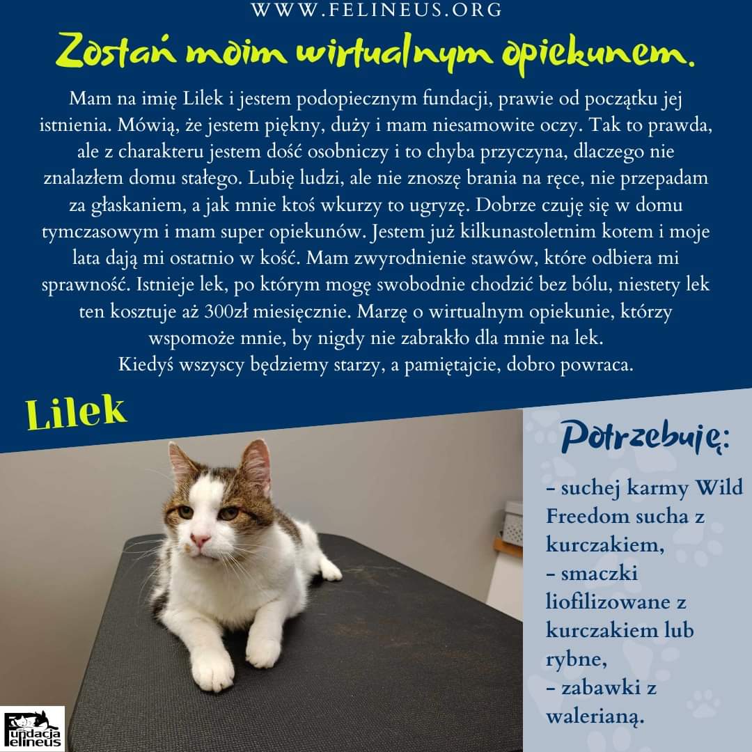 Lilek jest podopiecznym naszej fundacji prawie od początku jej istnienia 😻🥰🐈❤

Bardzo chciałby znaleźć wirtualnych opiekunów, którzy wspomogliby jego leczenie 🥹

Wirtualnym opiekunem może zostać każdy 🥰 Wystarczy przesyłać co miesiąc specjalny datek tylko dla adoptowanego