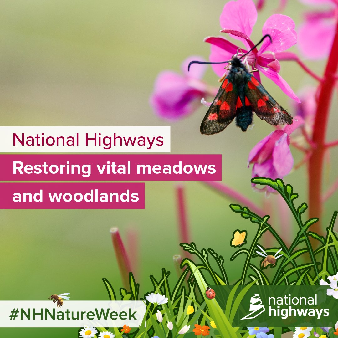 Did you know?...... In our East Midlands region we manage 68.76 hectares of species rich grassland. To find out more about our environmental work visit: nationalhighways.co.uk/our-work/envir… #NHNatureWeek