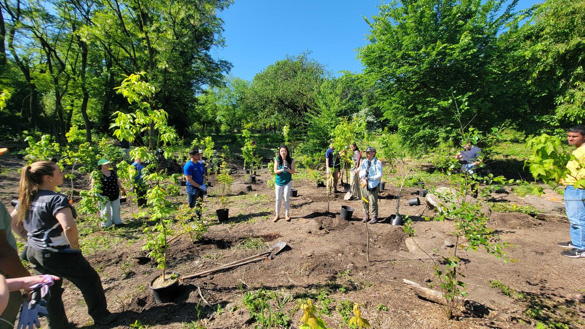 When vandals destroyed 300 recently planted trees in Kissena Park, it wasn’t just an affront to the Flushing community, it was an insult to the people who volunteered countless hour to plant them. This morning, I joined them and @NYCParks to begin planting 300 replacements.