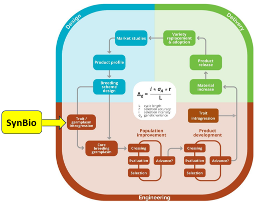 Andrew D Hanson Lab (@adhansonlab) on Twitter photo In this💯scheme of the crop breeding process (from doi.org/10.3389/fpls.2… 🙏<a href="/ATinyGreenCell/">Sebastian S. Cocioba🪄🌷</a> for flagging), where do genes from #syntheticbiology enter the cycle? On the left (as shown below) or elsewhere? @vancewhitaker <a href="/BBerryBreeding/">Blueberry Breeding 🫐</a> <a href="/MarcioResendeJr/">Marcio Resende</a> <a href="/cvoiniciuc/">Catalin Voiniciuc</a> <a href="/jennbrophy7/">Jennbrophy.bsky.social</a> In this💯scheme of the crop breeding process (from doi.org/10.3389/fpls.2… 🙏<a href="/ATinyGreenCell/">Sebastian S. Cocioba🪄🌷</a> for flagging), where do genes from #syntheticbiology enter the cycle? On the left (as shown below) or elsewhere? @vancewhitaker <a href="/BBerryBreeding/">Blueberry Breeding 🫐</a> <a href="/MarcioResendeJr/">Marcio Resende</a> <a href="/cvoiniciuc/">Catalin Voiniciuc</a> <a href="/jennbrophy7/">Jennbrophy.bsky.social</a>