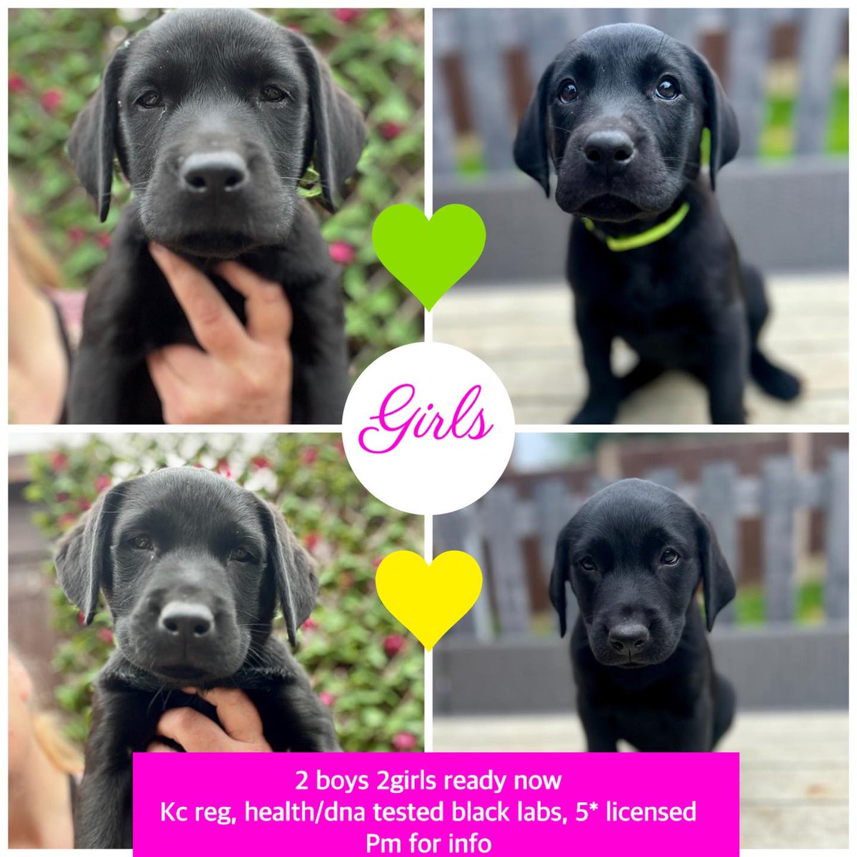 Couldn't help but share these 2 gorgeous girls who are 8 weeks old and looking for their forever families.  They are currently in #Derbyshire and ready to meet   Please DM for more details.
#Chesterfield #mansfield #Worksop #Sheffield #Derby #matlock #Belper #Shirebrook