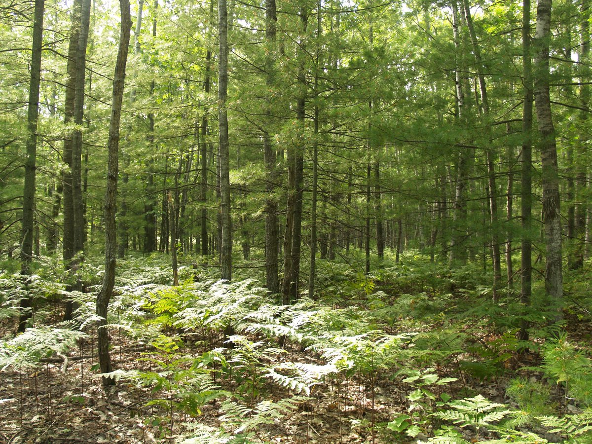 Tree diversity is crucial for forest health in the eastern U.S. A recent study found that having a variety of tree species enhances growth and ecosystem services. On #WorldBiodiversityDay learn more about how biodiversity influences conservation decisions: bit.ly/3UTwQUJ