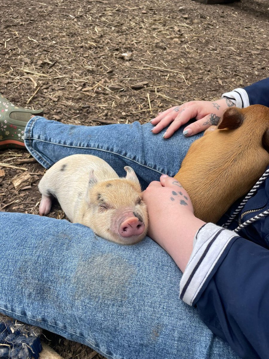 kewlittlepigsuk's tweet photo. This visitor got to have a very special cuddle from a couple of Blossom's gorgeous piglets! To celebrate their arrival we are offering 20% off a pet and play session at the farm. Simply type in pigsdiscount24 at the online checkout! #discountcode #micropigs #piglets #amersham https://t.co/ew6cI5Csgw