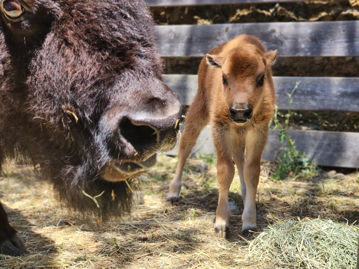 More baby bison pix? Yeah we got those